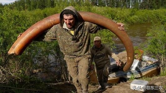 俄罗斯“挖牙客”，一年工作2个月能赚千万元，究竟是什么行业？