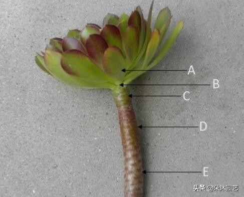 春天多肉徒长,春天多肉这样养爆盆不要太简单