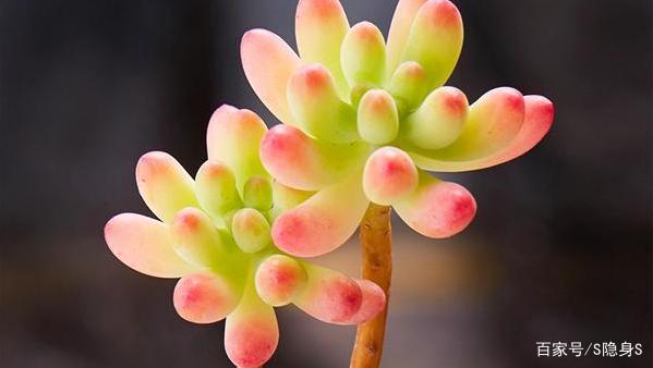 买回来的多肉小苗上盆后褪色,天气热了多肉褪色了怎么办