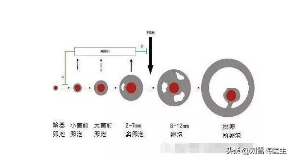 做性激素六项和amh需要空腹吗,做性激素六项必须要月经来去查吗
