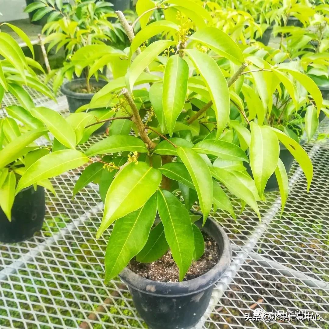 日本农业发达到什么程度？荔枝、香蕉、菠萝竟然用温室来种