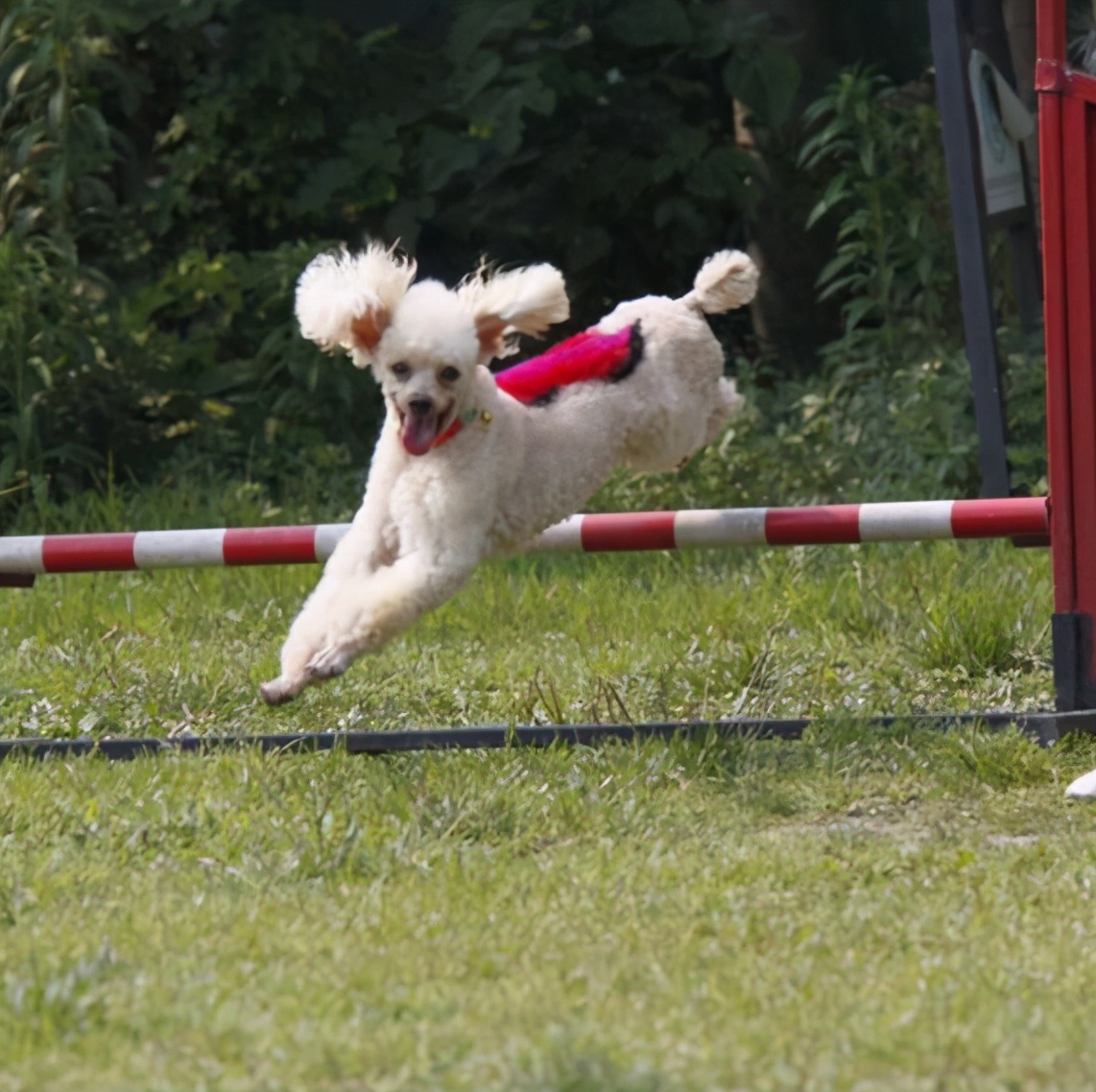 女生最适合养贵宾犬,养贵宾犬有什么建议