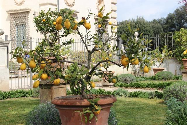 常绿植物盆栽好养,什么盆栽喜阴绿植好养
