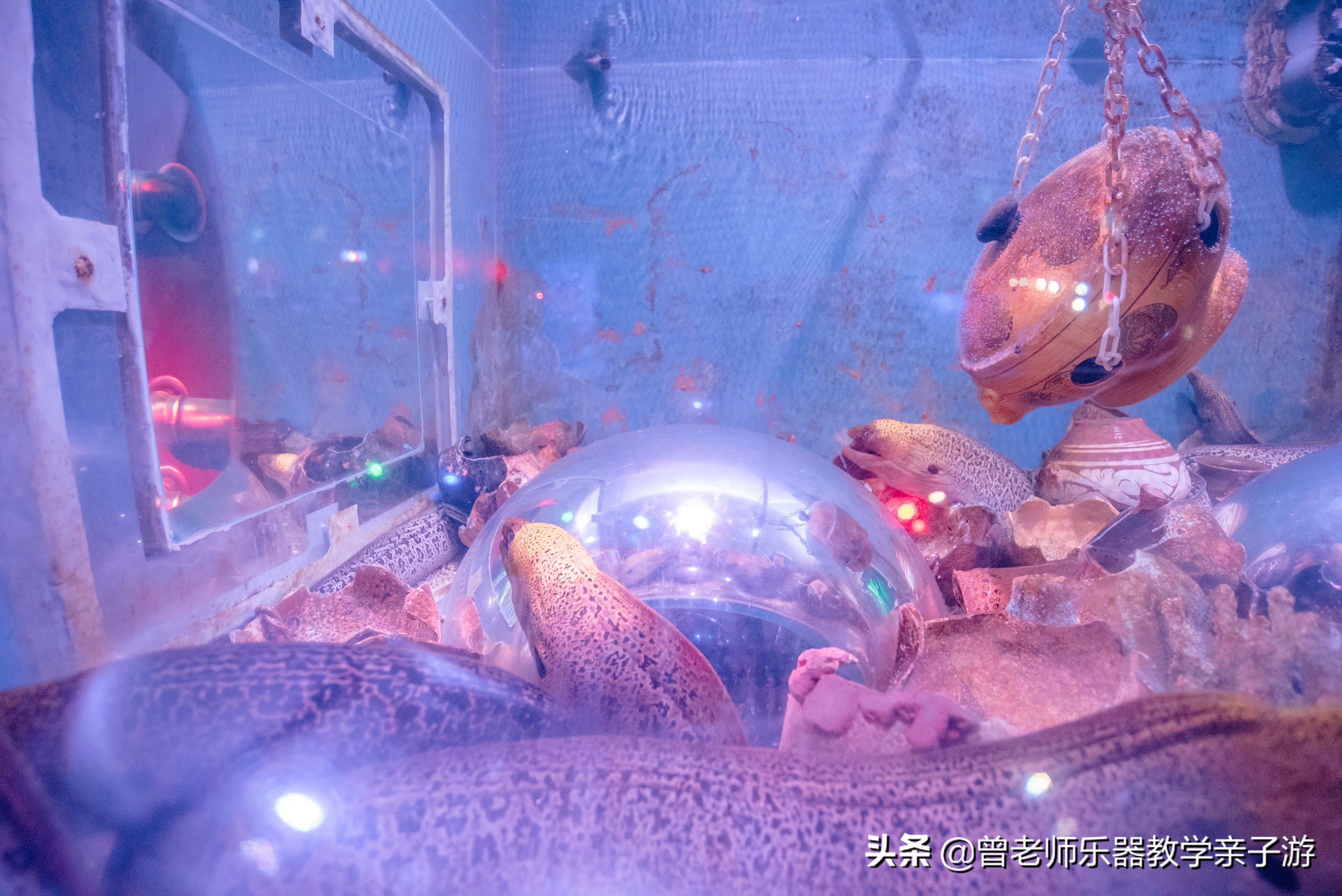 西安太奥海洋馆,西安极地海洋世界海豚表演