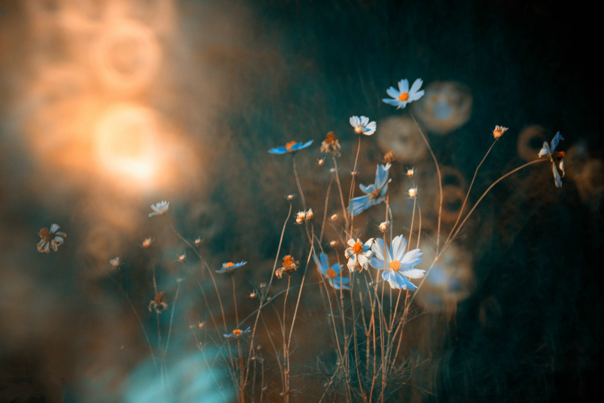 身上有刺的人，才能保护好自己，你的善良，一定要带些锋芒