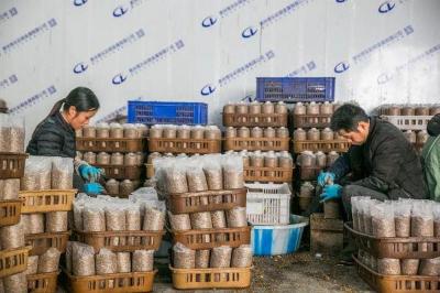 香菇养菌期间管理技术,香菇养菌室点菌接种后的管理方法