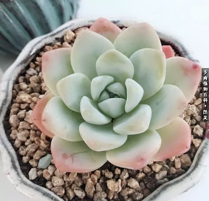 顺风不浪逆风不怂文字图片,顺风不飘逆风不怂绝境不慌