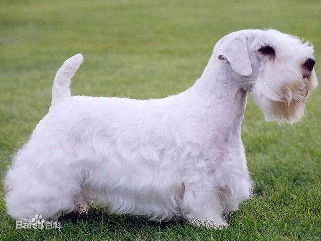 不掉毛无体味性格温顺的小型犬,宠物狗大全表