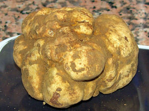 松露昂贵,松露价格大概是多少