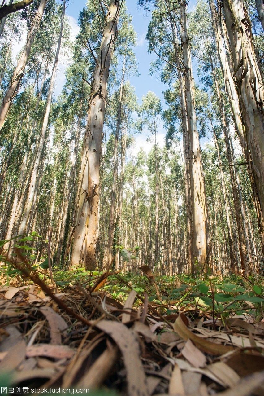 后山桂花树,桐树柏树桂花树