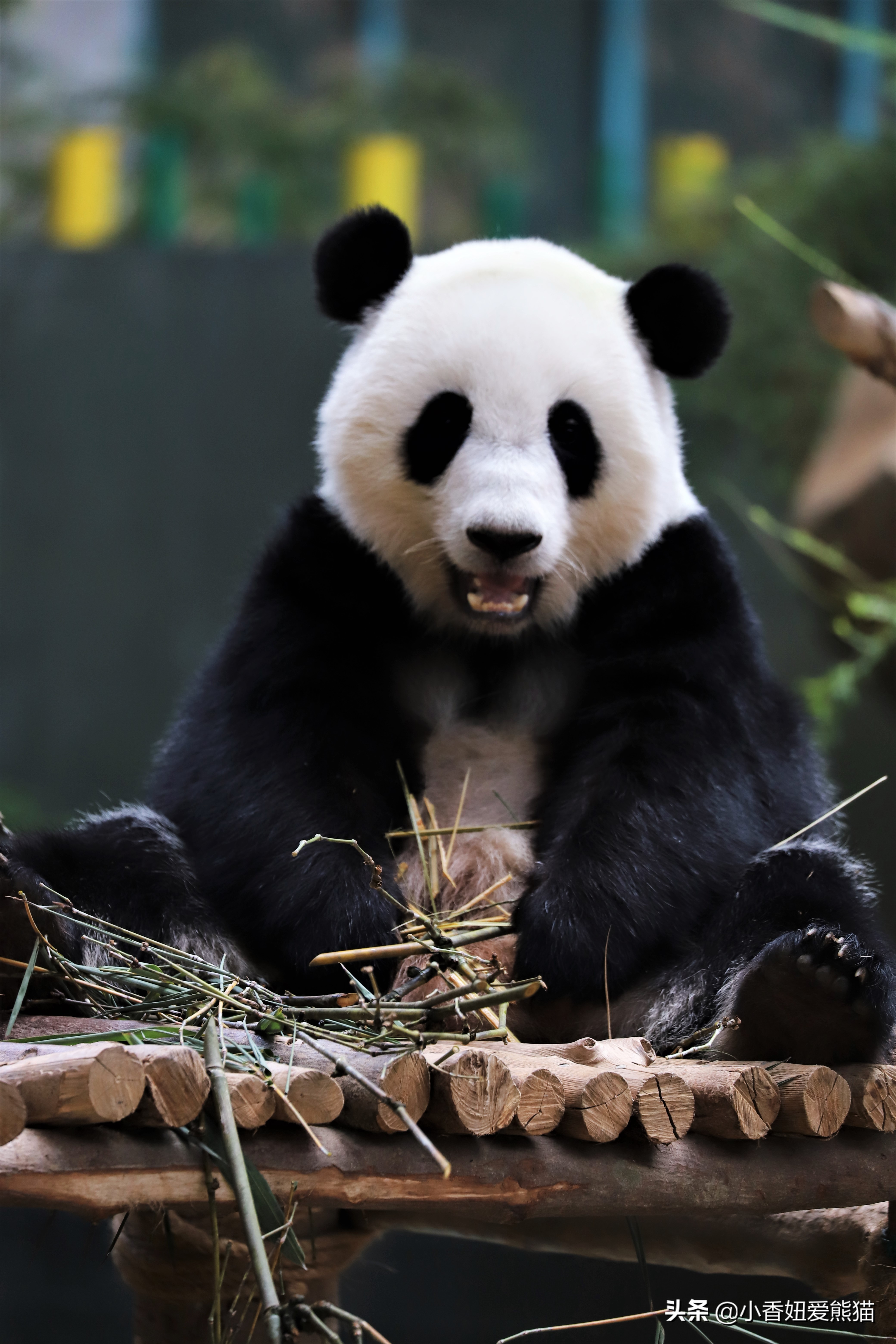 马来西亚大熊猫谊谊出生,熊猫谊谊小时候的照片