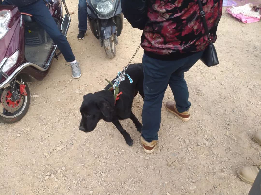 狗贩子10元的狗卖100,800元狗贩子