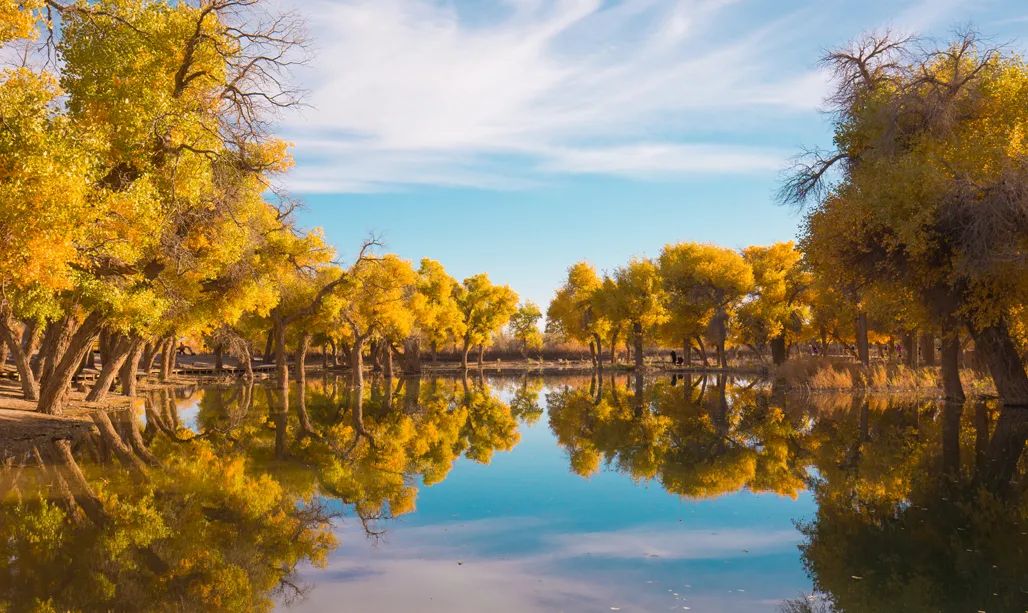 额济纳旗住宿一般多少钱,国庆额济纳旗胡杨林攻略