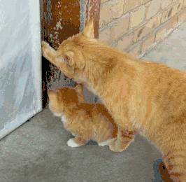 猫圈总结,猫圈玄学刚出生的猫