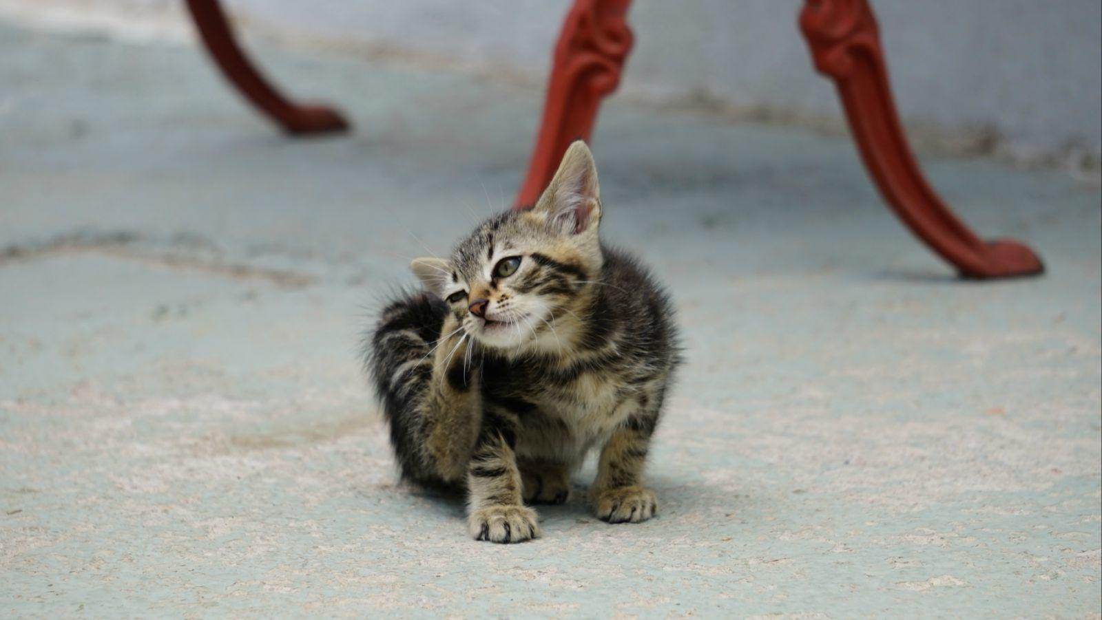 猫咪免疫介导性溶血死亡率,猫咪免疫性疾病