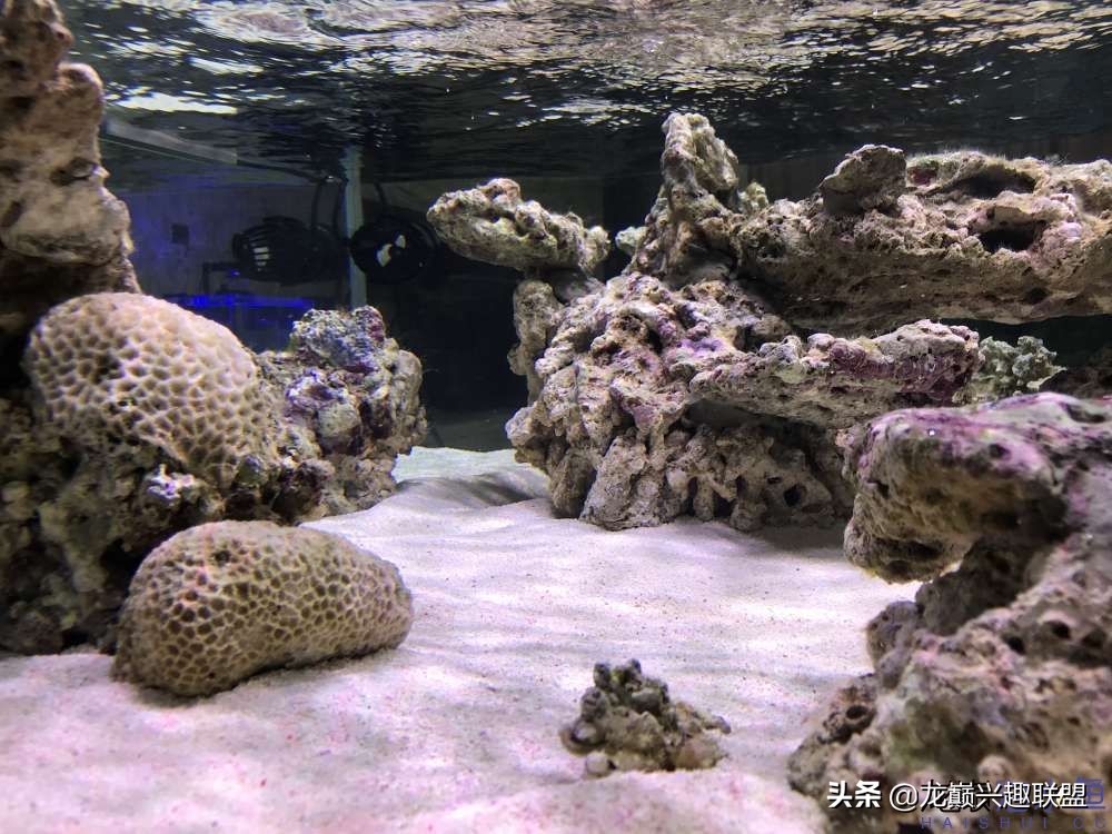 从零开始玩海缸的方法,从零开始玩海缸全过程