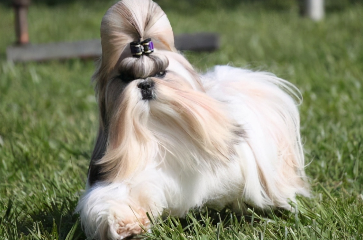 45种常见狗狗你能认出几种,超级金贵的狗狗你知道几种