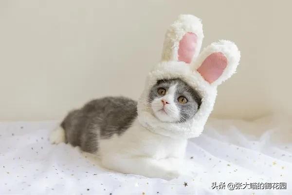 猫咪也会感染犬瘟热,猫咪也会突发性猫瘟么