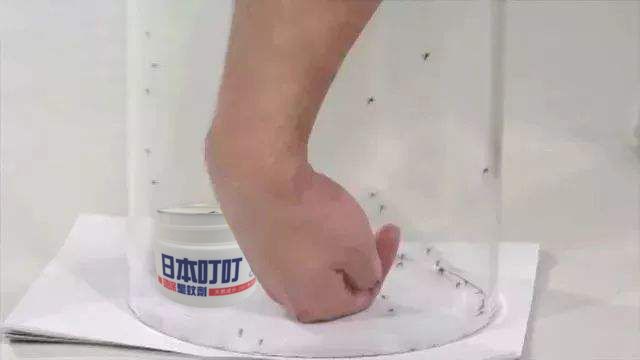 为何蚊子只咬你看完就明白了,蚊子咬人为什么越来越狠