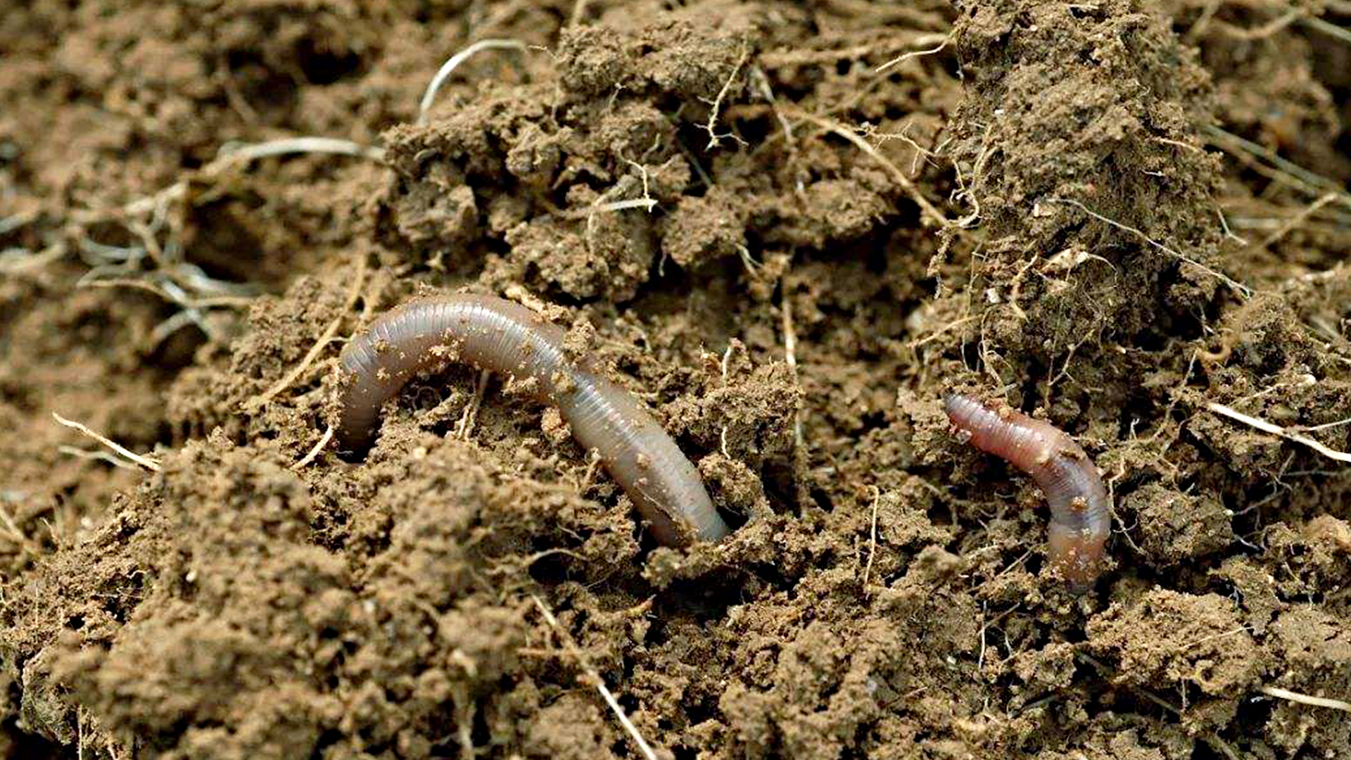 蜗牛智商高的动物,盘点动物世界最慢的动物蜗牛