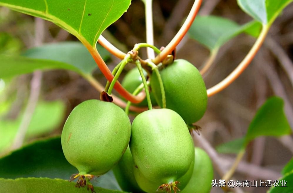 产业振兴之猕猴桃种植,农业猕猴桃种植致富项目