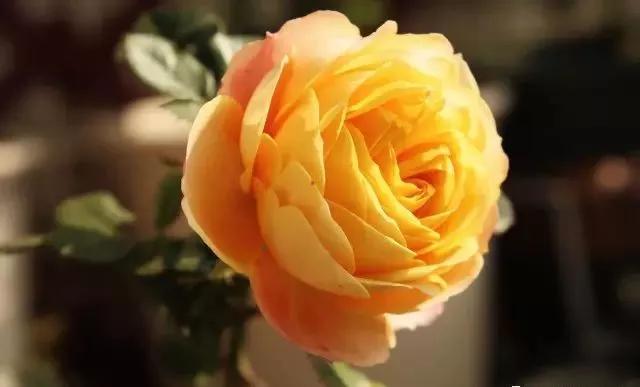 每天学习一点点花卉,100种常见玫瑰品种