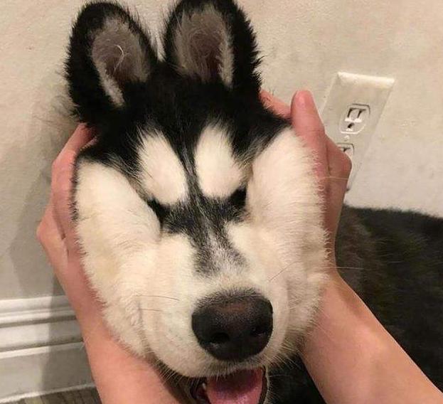 如何给狗狗按摩让狗狗感觉舒服,怎么按摩狗狗让狗狗喜欢你