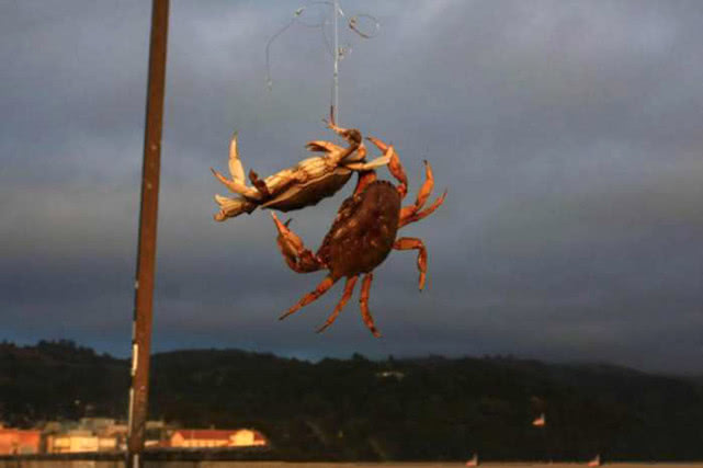 钓螃蟹技巧视频教程,钓螃蟹的绝招视频教程