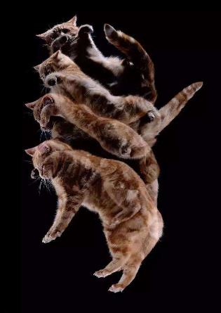 地球历史中最厉害的食肉动物,世界上有什么食肉动物