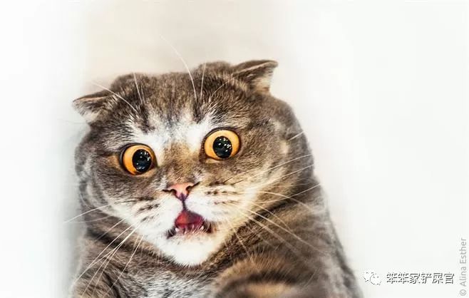 猫咪尿血治疗三天后又尿血,猫咪反复尿血吃三金片