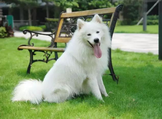 45只名犬排行,45种名犬您都认识吗