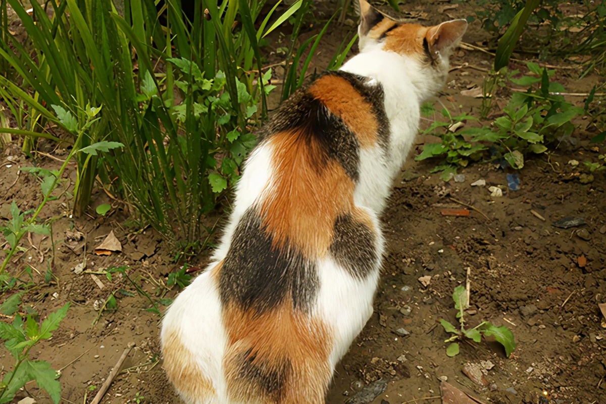 小孩经常过敏有什么特效药吗,小孩皮肤过敏怎么治最有效的方法