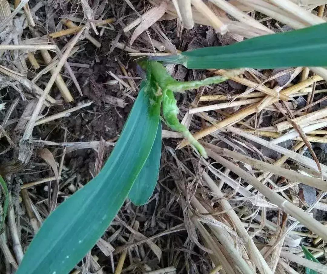 玉米大面积卷叶是怎么回事呢,玉米卷叶的原因和解决方法