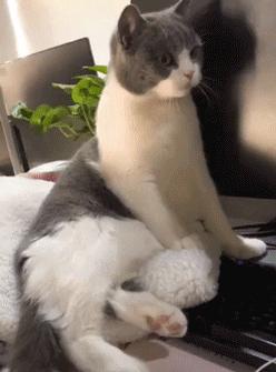 对猫咪道歉的动作,主人给猫咪道歉该怎么用猫语说