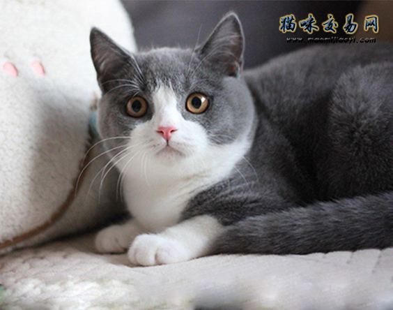 饲养英国短毛猫有什么关注事项,饲养英国短毛猫的关注事项