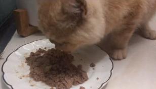 救助流浪猫加菲猫,被遗弃刚出生不长的加菲猫