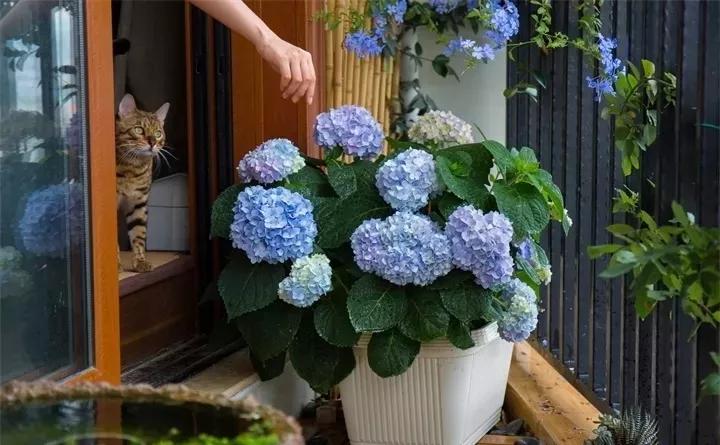 刚买的花，发蔫落苞加黄叶！为什么呢？多半是放错了位置