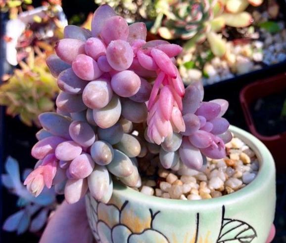 多肉根部没法全部埋进土里怎么办,多肉根部长了几个小肉肉如何养护