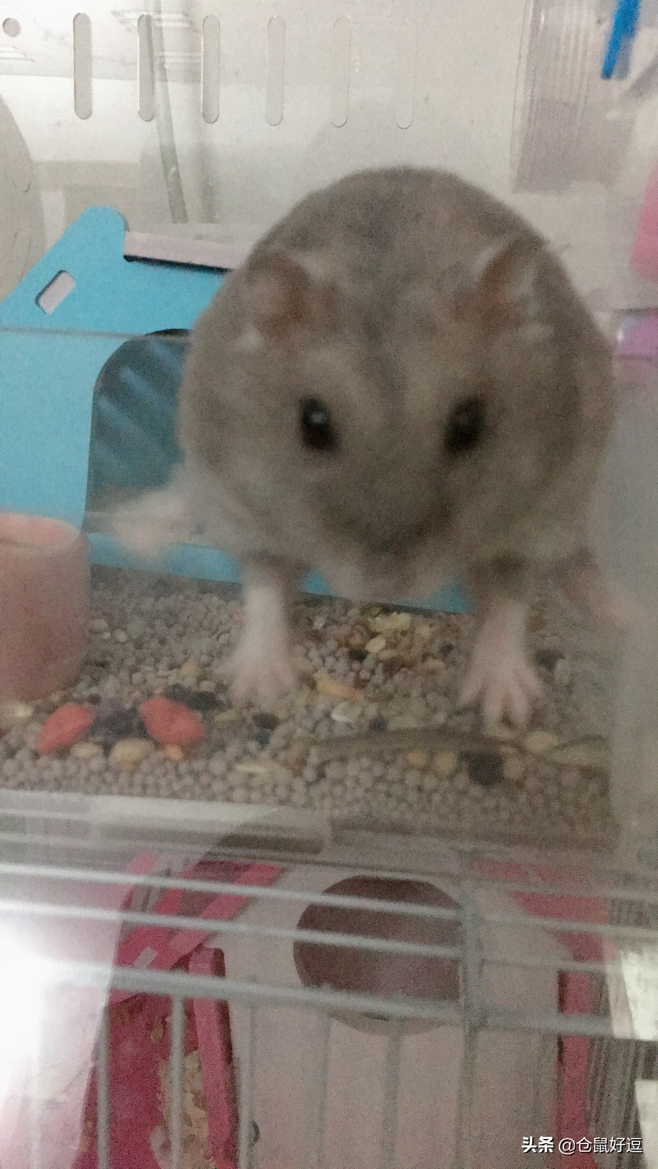 小仓鼠到底能不能吃水果,仓鼠生宝宝了一天要吃几个面包虫