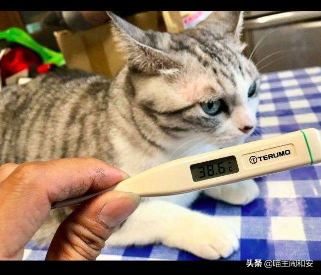 猫发烧的症状及解决方法,猫发热吃什么呀