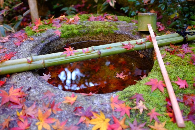 京都赏枫2022,京都赏枫必去景点有哪些好玩的