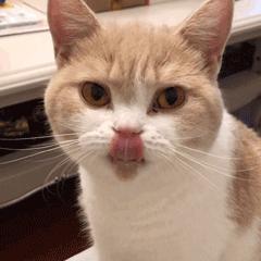 猫咪眼里的世界到底是怎样的,猫咪眼中的世界是什么样子