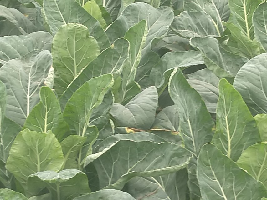 花椰菜黑腐病巧防,花椰菜黑腐病防治技术