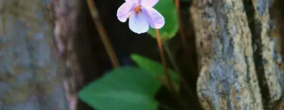 子宫肌瘤乳腺结节可以喝藏红花吗,乳腺增生结节子宫肌瘤吃什么药