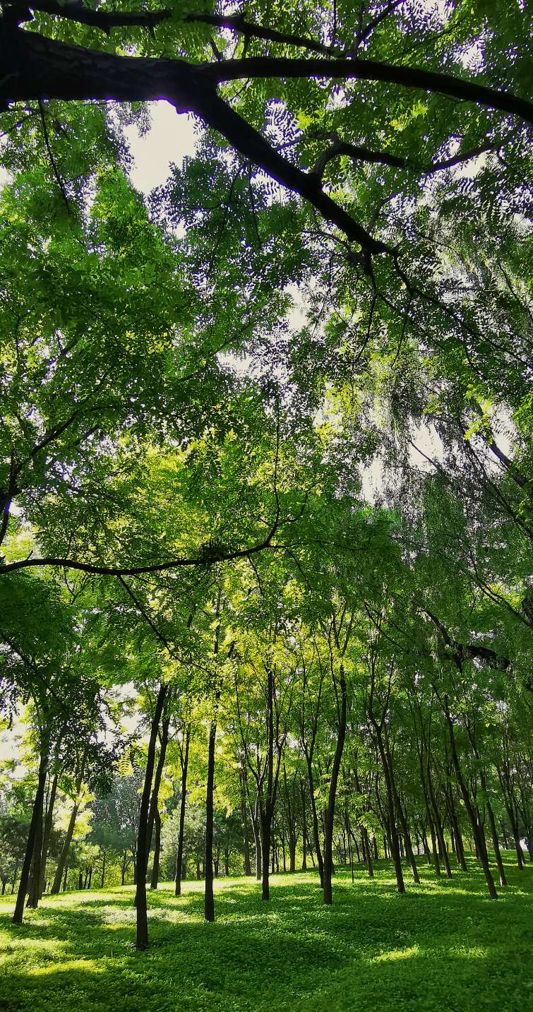 鍖椾含绉樺,鍖椾含绉樺涔嬫梾