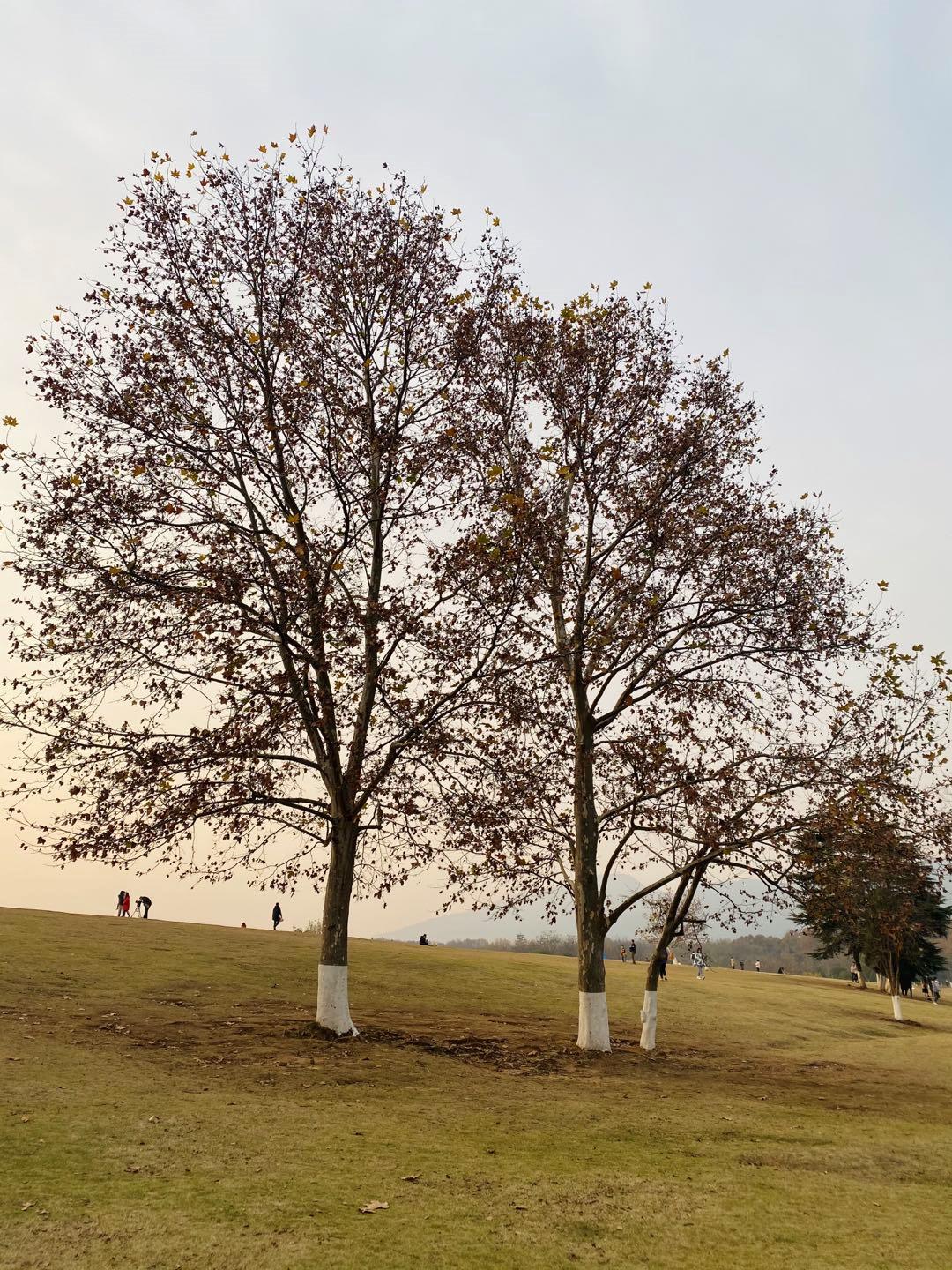 南京最适合夜晚的公园,南京周末户外打卡景点