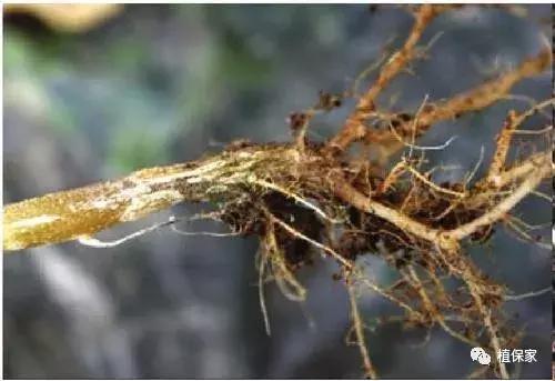 花生根腐病最新治疗方法,油菜根腐病的治疗方法