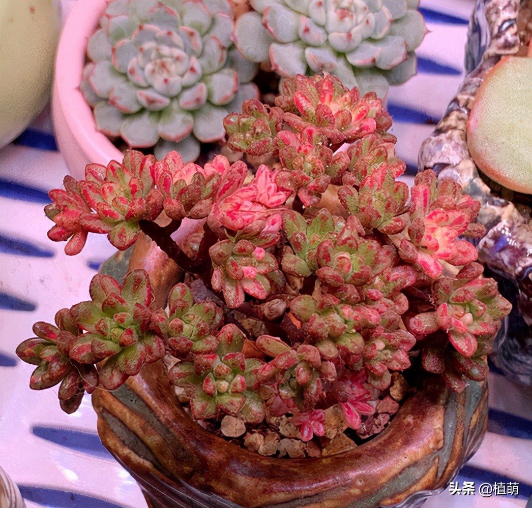 小人祭上盆修根吗,小人祭多肉的枝干怎么养粗壮