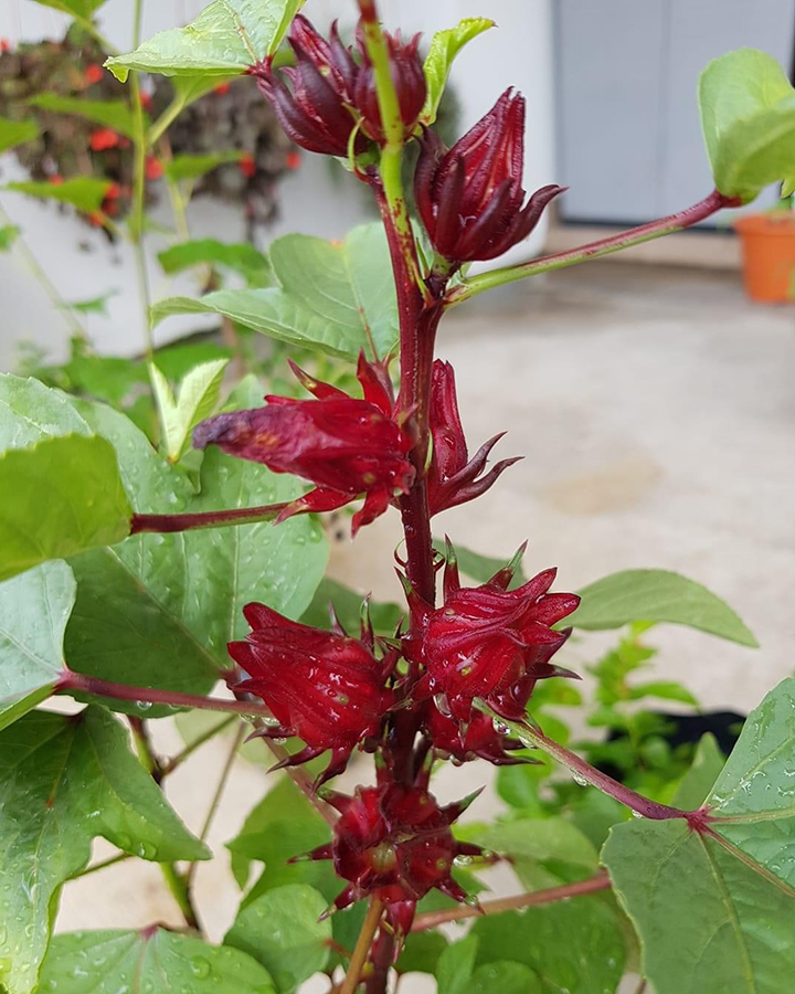 养花知识洛神花,洛神用什么盆栽好看