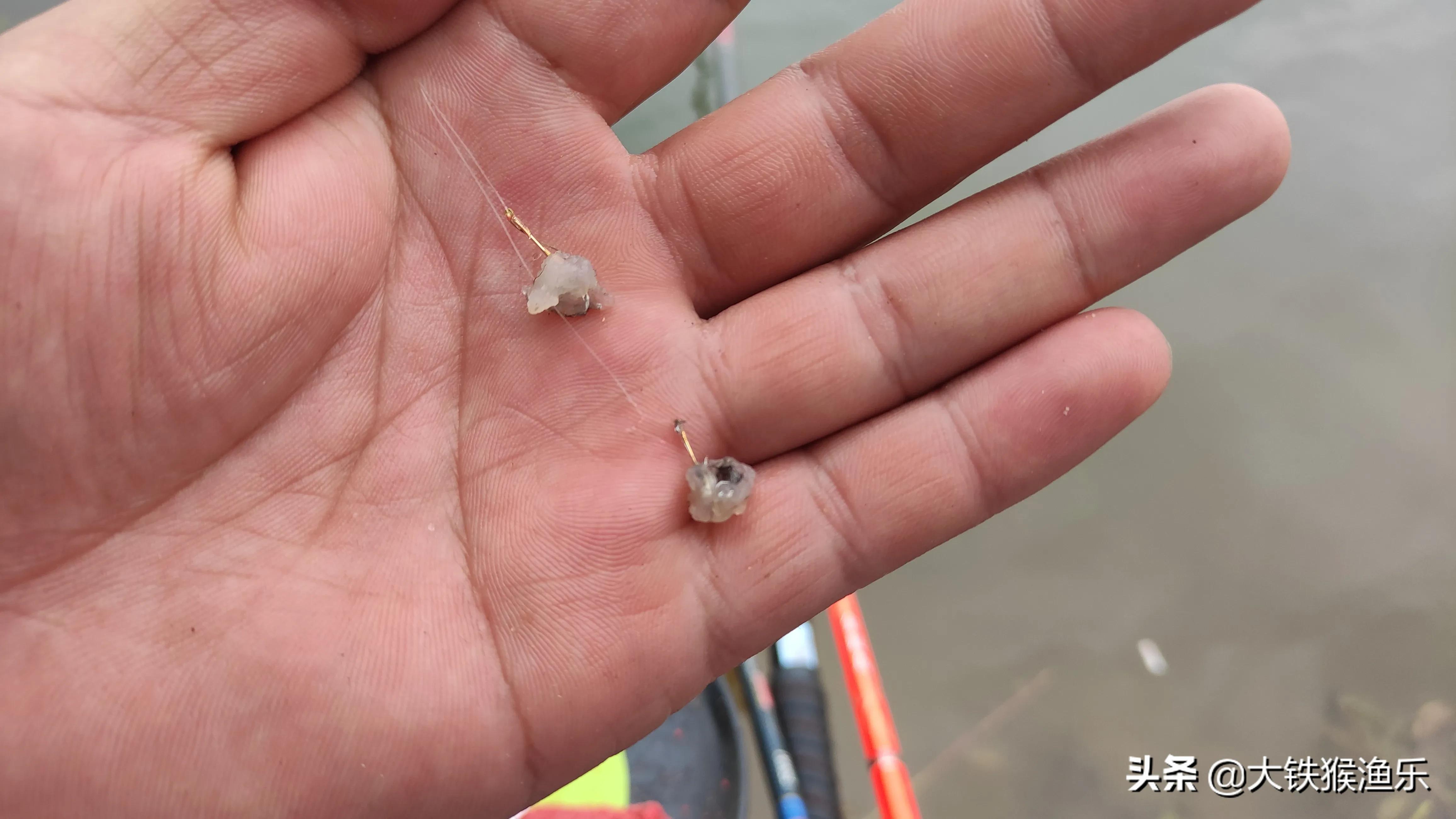 秋天小杂鱼闹窝钓鲫鱼绝招,野钓杂鱼闹窝的最佳方法